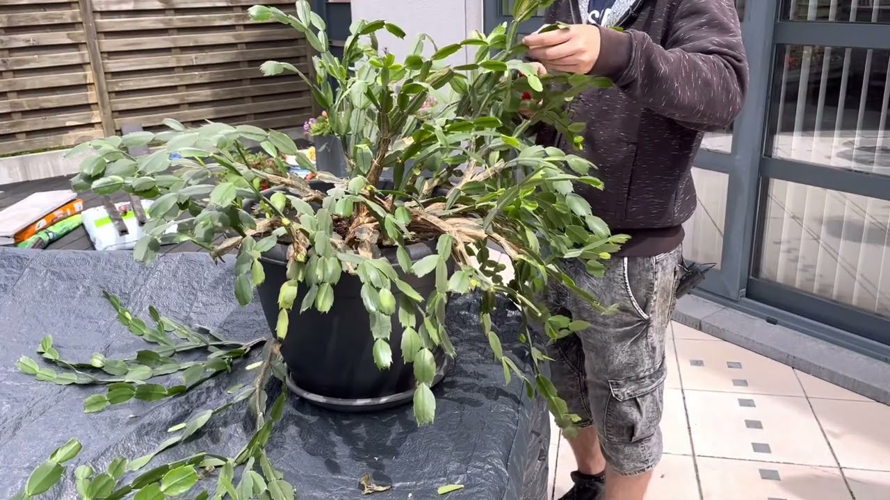 Comment tailler un cactus de noël? Schlumbergera