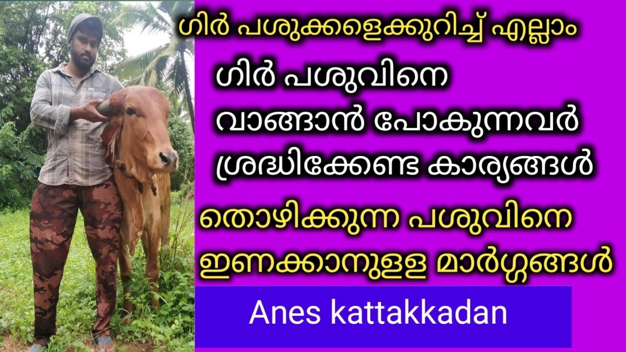 ഗിർ പശുക്കളെക്കുറിച്ച് അറിയേണ്ടത്  എല്ലാം |തൊഴിക്കുന്ന പശുവിനെ ഇണക്കുന്നതെങ്ങനെ? | അനസ് കട്ടക്കാടൻ