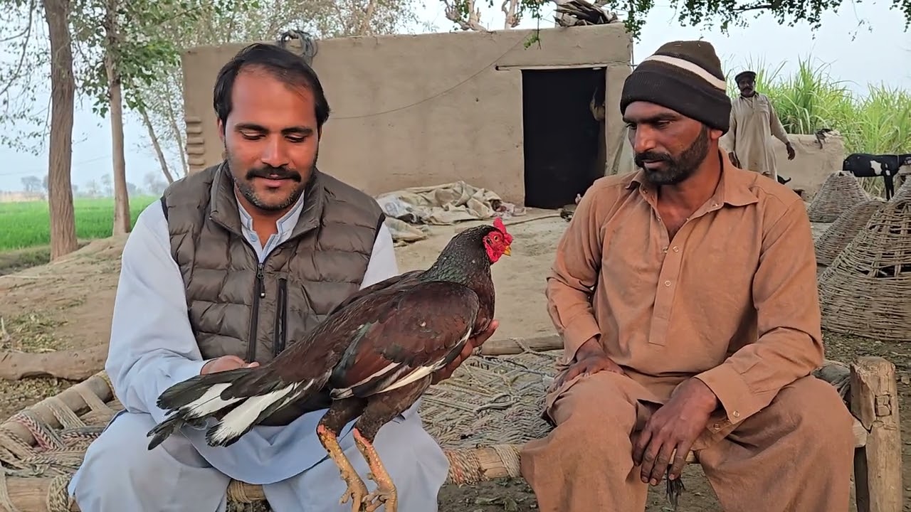Shoq with bhai maqbol#tag madi pra #tag legend blood line #trending #foryou 
