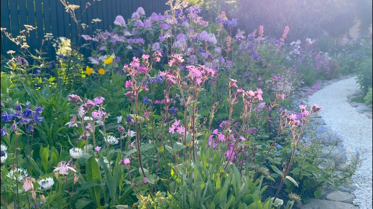 Как собрать и посеять семена смолевки двудомной (Silene dioica) | Многолетний сад