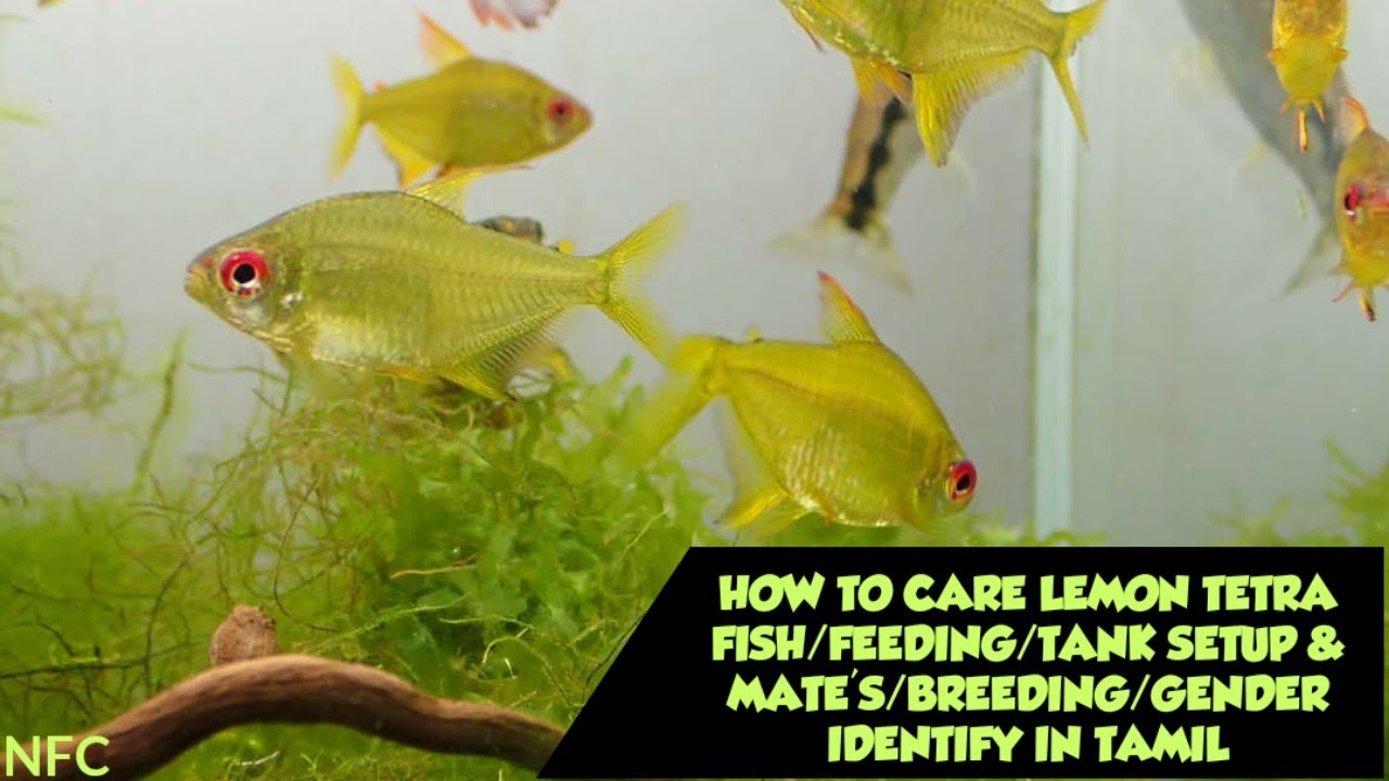 HOW TO CARE LEMON TETRA FISH/FEEDING/TANK SETUP & MATE'S/BREEDING/GENDER IDENTIFY IN TAMIL