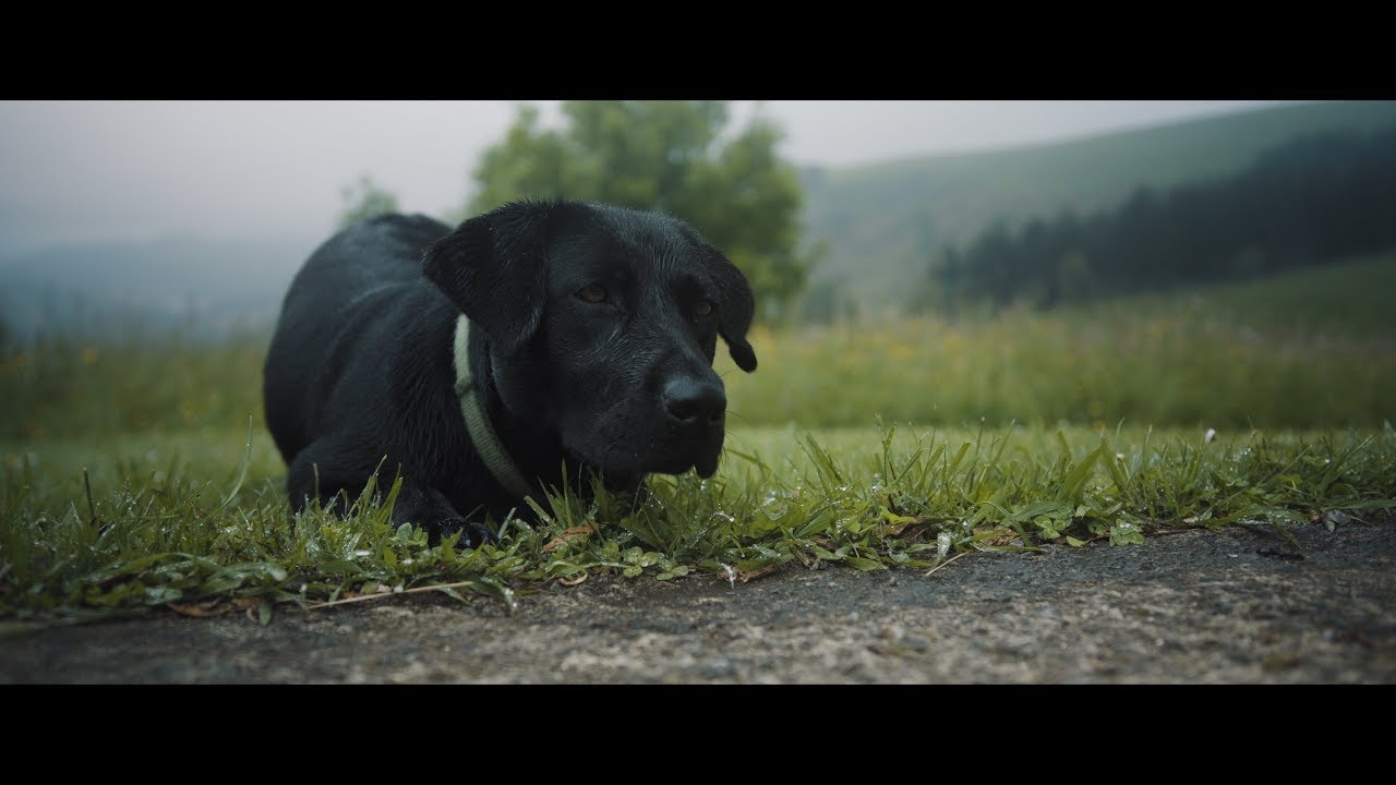 Skasti - Wasabi (bideoklipa/videoclip/music video)