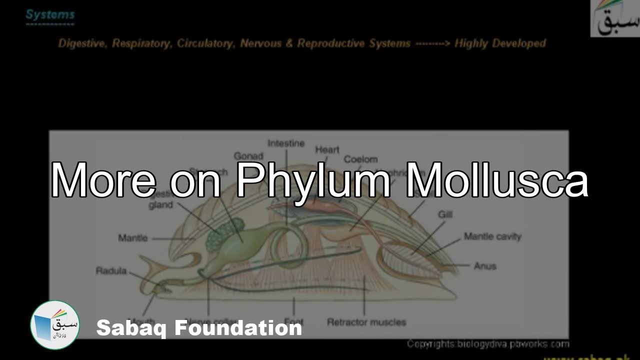 More on Phylum Mollusca, Biology Lecture | Sabaq.pk