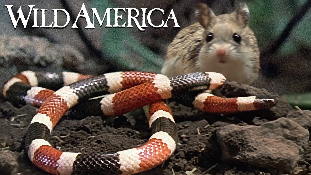Wild America | S7 E1 Designs for Defense | Full Episode HD
