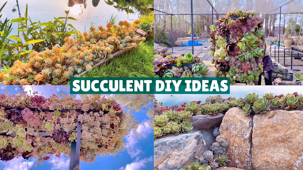 Beautiful Succulent DIY Ideas| Ý tưởng trang trí vườn sen đá tuyệt đẹp| 多肉植物| 다육이들 | Suculentas