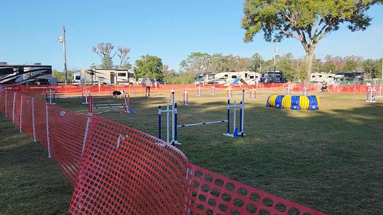 Royal AKC Agility Ocala January 2026
