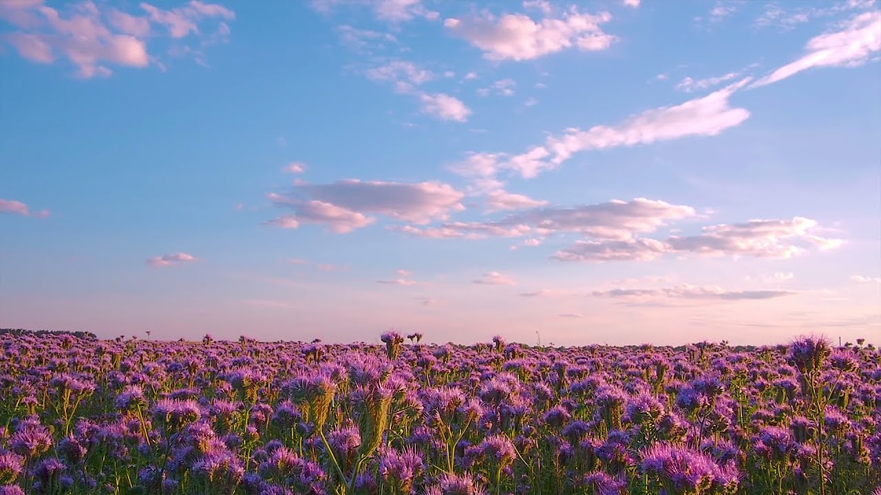 ЦВЕТОЧНЫЕ ПОЛЯ ФАЦЕЛИИ - релакс видео – Видео-благодарность ВСЕМ нашим подписчикам!