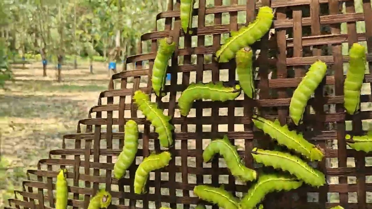 Muga Farm| Som Plantations| Silkworm| #sericulture #bonsai #som #bee #mugasilk #nature #farming