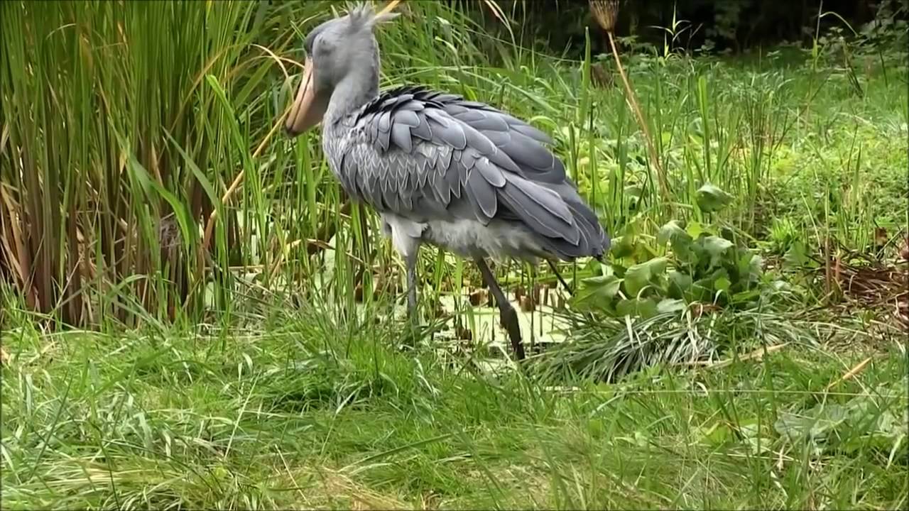 Balaeniceps - Shoebill