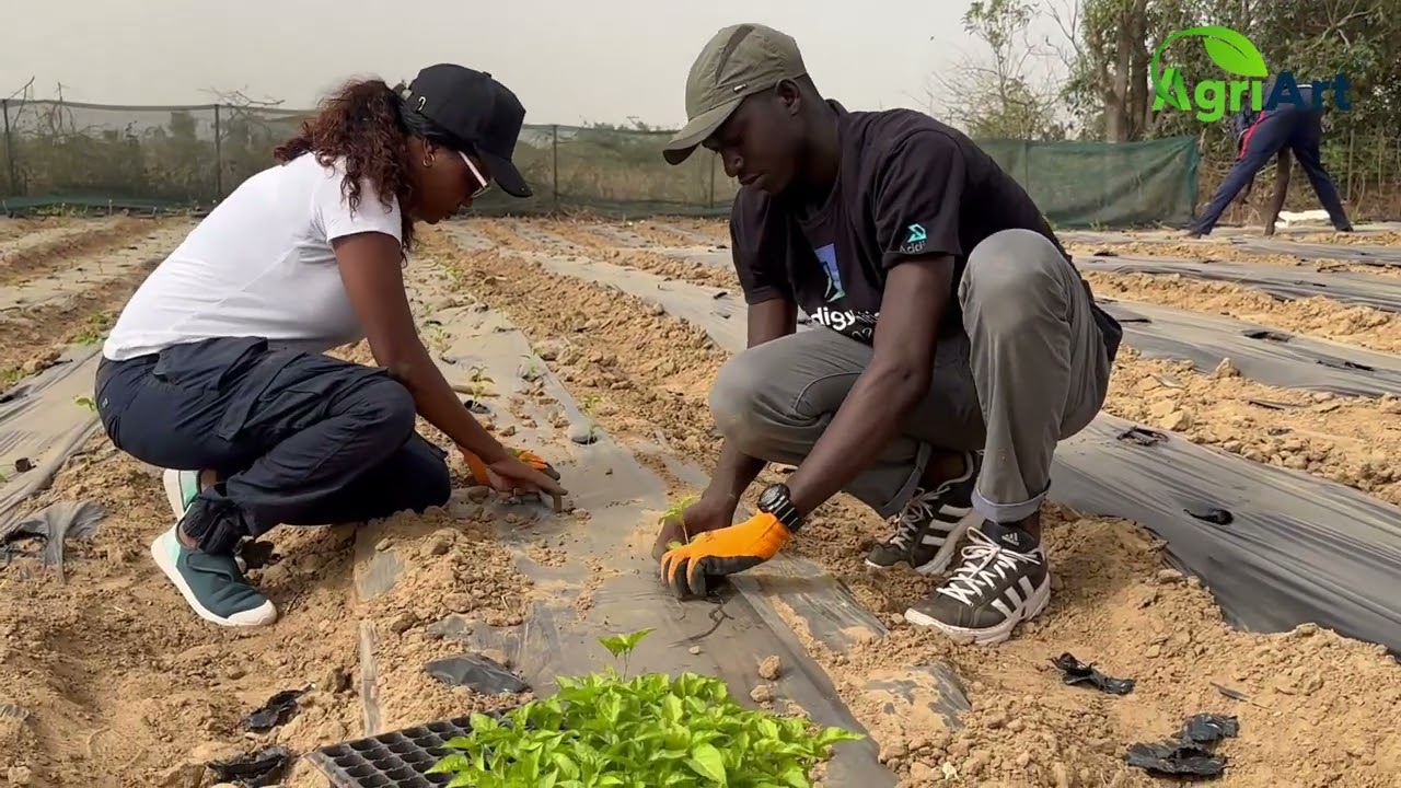 Repiquage du piment par les techniques agricoles modernes pour rentabiliser sa production