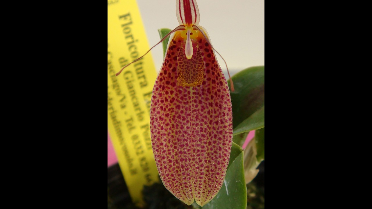 le orchidee sfacciate che ci fanno la linguaccia in questo video Restrepia elegans guttulata super