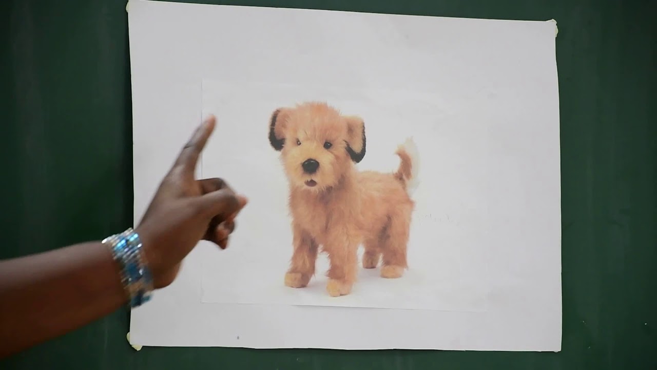 Toute petite Section Classique et Bilingue Les animaux domestiques: Le chien