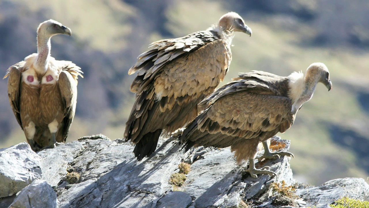 Le Parc national des Pyrénées, une montagne aux mille facettes