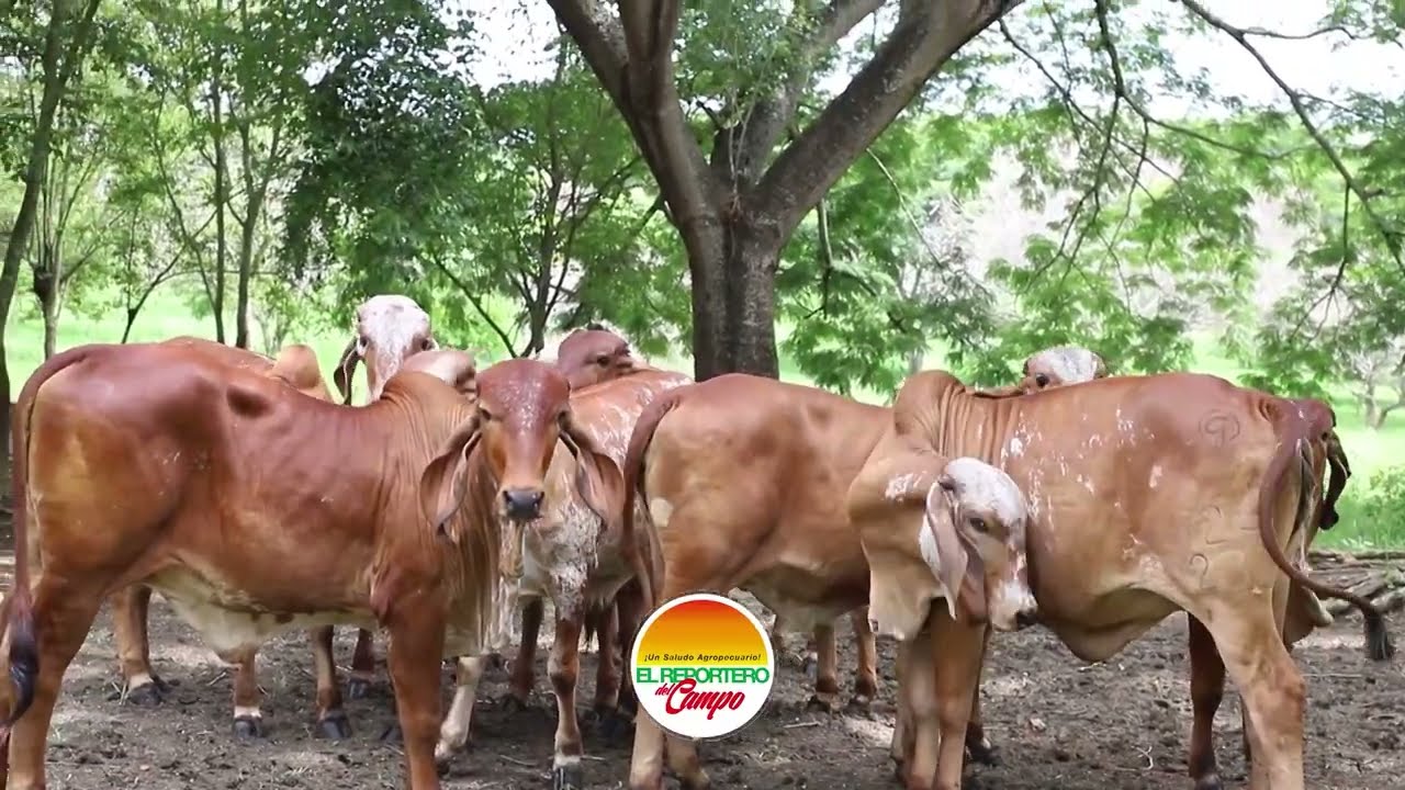 REMATE DE HACIENDA GUALANDAY Y SUBASTAR EN PLANETA RICA, C&Oacute;RDOBA