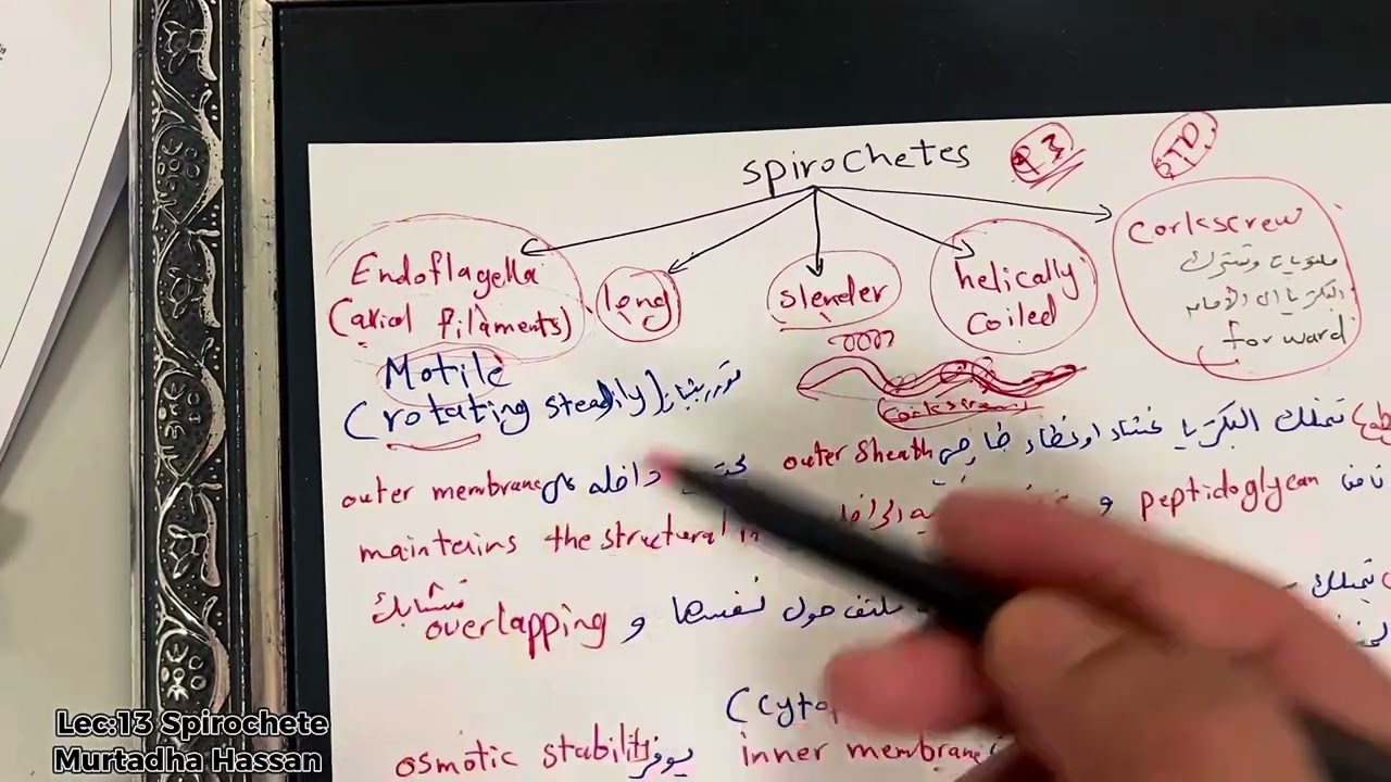 المحاضرة 13 spirochete /مادة الاحياء المجهرية/قسم المختبرات الطبية