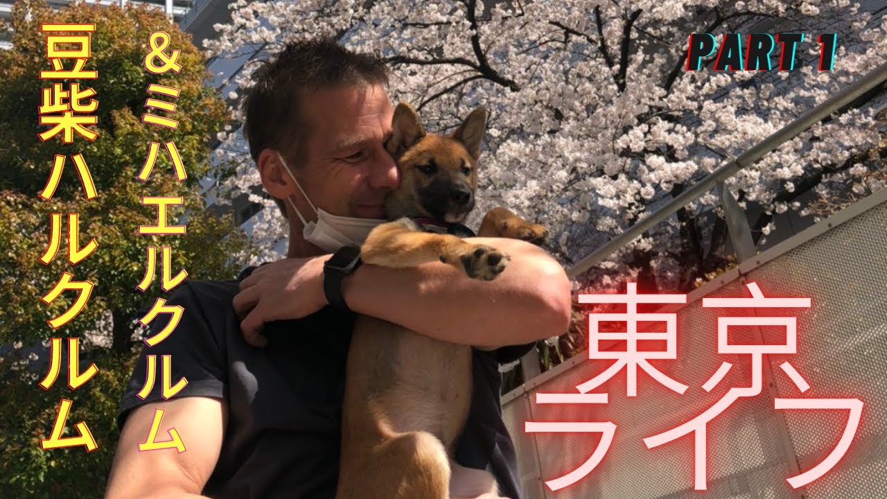 豆柴ハルクルムとミハエルクルムの東京ライフ【Part1】【豆柴】【柴犬】【Michael Krumm】【Shibainu】