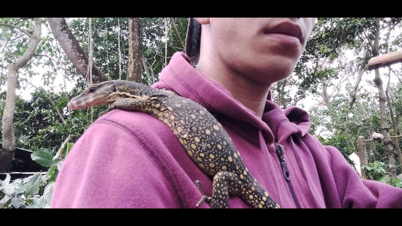 How i tamed my monitor lizard.