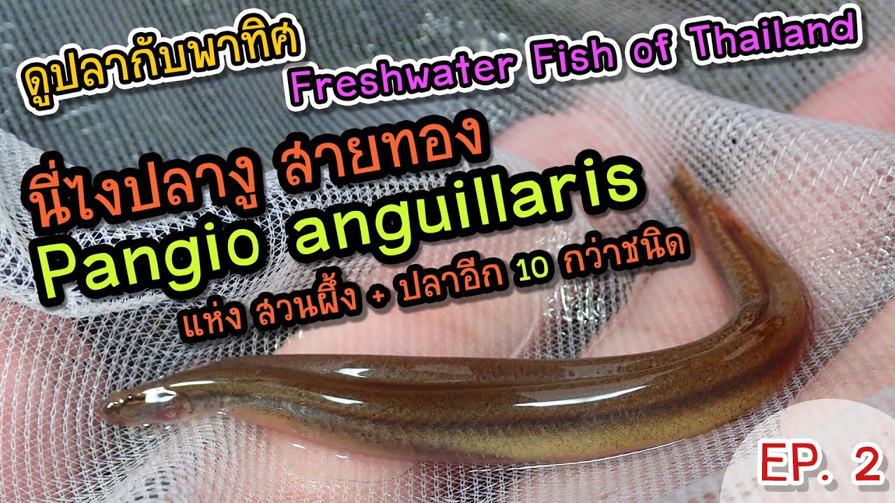 ดูปลากับพาทิศ Ep.2 สำรวจปลาที่ไม่เคยเจอ ลำภาชีตอนกลาง ราชบุรี Freshwater fish of Thailand