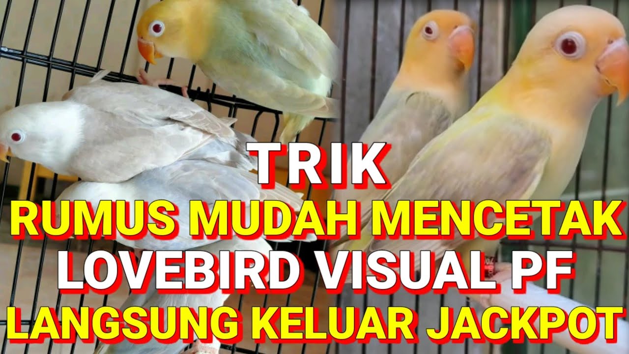 Trik dan rumus mudah mencetak Lovebird PF II LANGSUNG KELUAR JACKPOT!!!