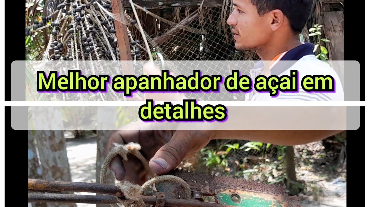 MELHOR APANHADOR DE AÇAI!! expliquei todos os detalhes. DISPONÍVEL PRA VENDA.#açai #plantio