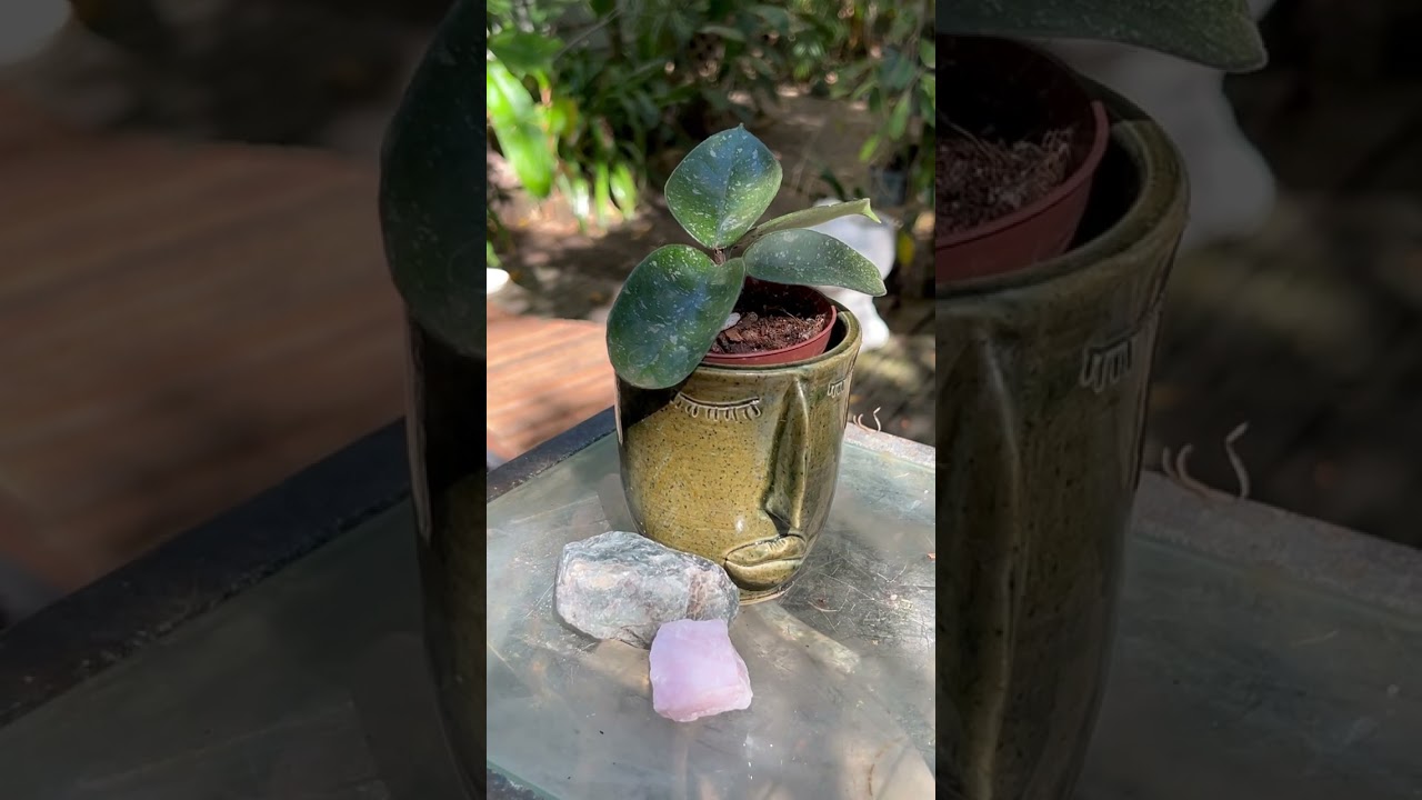 Hoya Haul 