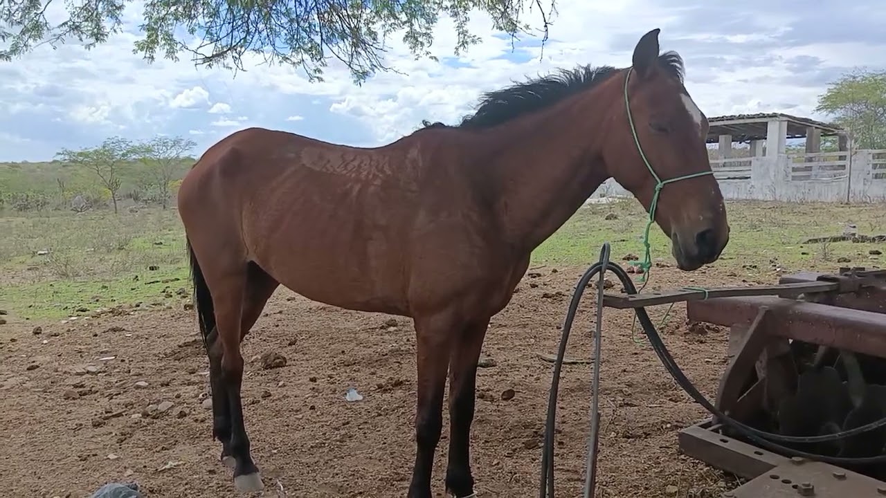 Gabriel interagindo na fazenda 