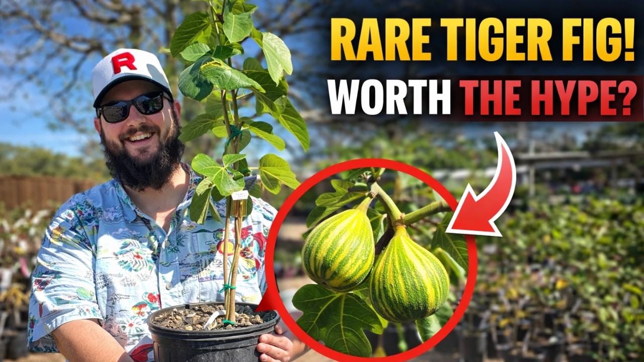 Я наконец-то нашел фиговое дерево сорта «Тигр Панаш».