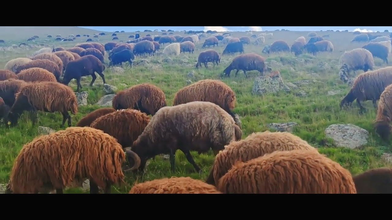 YAYLADA KUZU KIRPMA DEVAM EDİYOR.