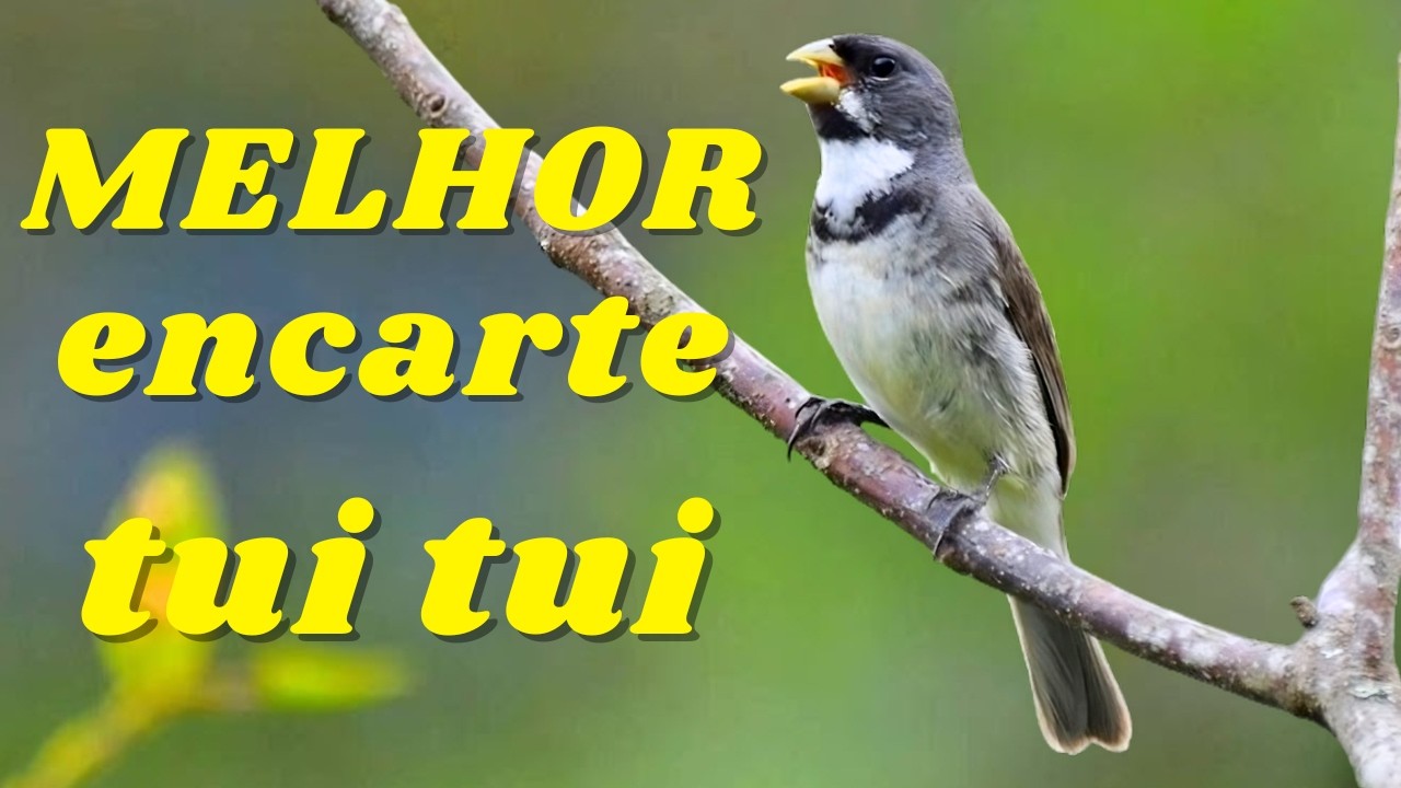 🔴MELHOR CANTO COLEIRO TUI TUI PARA ENCARTE DE COLEIRO🔴🔴 ESTIMULE SEU COLEIRO PARDO 🔴
