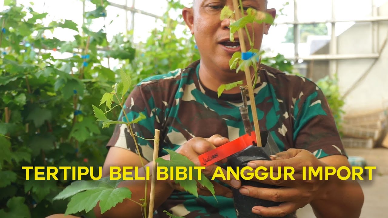 Tips & Trik Tertipu Beli Bibit Anggur Import !