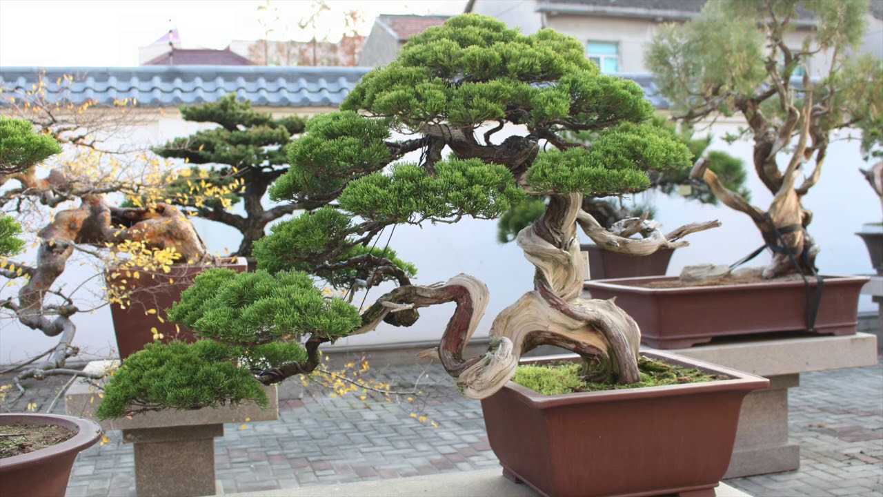 Chinese Penjing