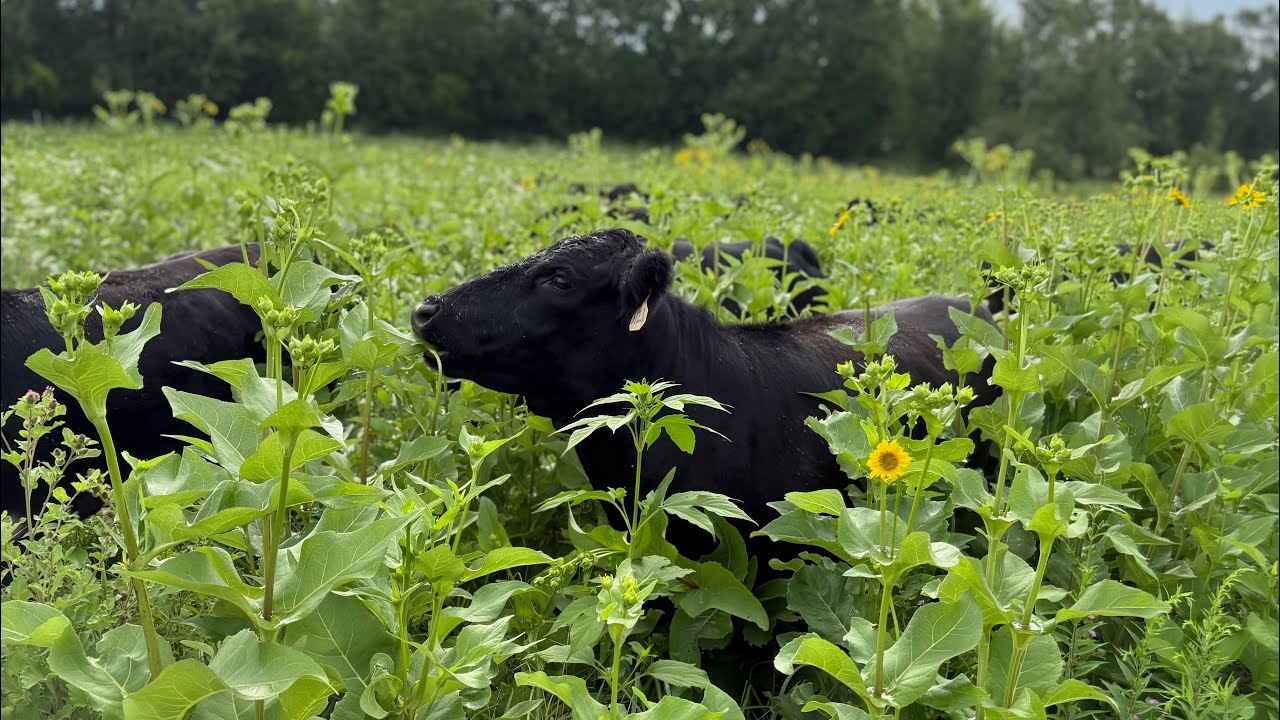 Abandoning Strip Grazing For Chunk Grazing And Talking Cattle Pregnancy