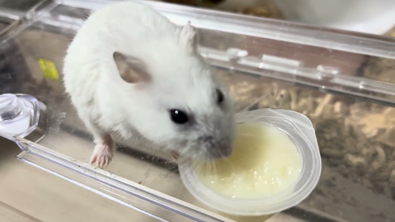 ヘルマン　執着