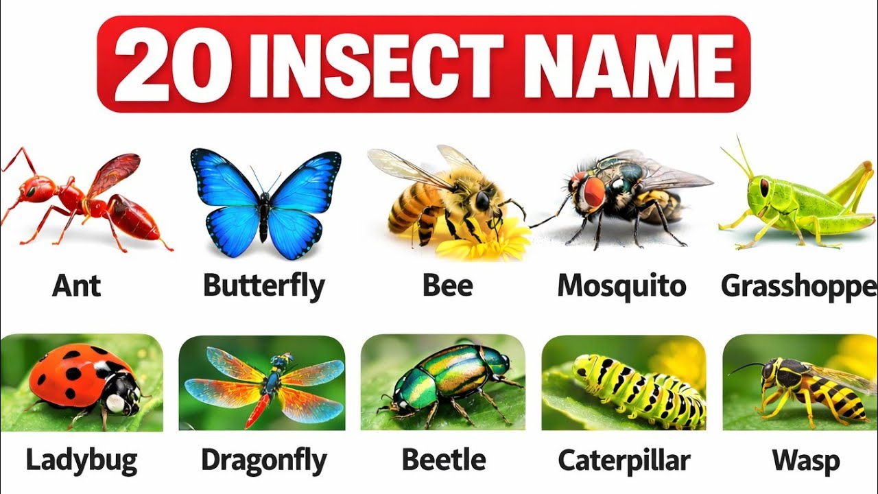 Insects Name in English | 20 Common Insects for Kids | Learn Insects #insects  #creativknoledgewing