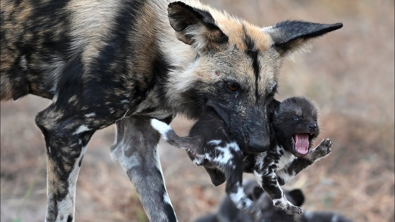 Alpha Wild Dog Carries Tiny Pups Kicking and Screaming into Den
