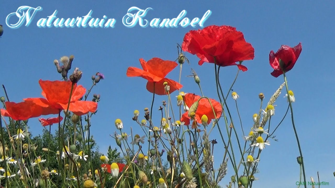 Nauurtuin Kandoel Dongen