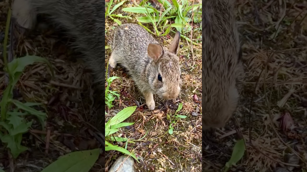 tiny bunny kit rejects blackberry. 8.20.2024. #cute #cottontail #BabyBunny #WildBunny #baby #rabbit