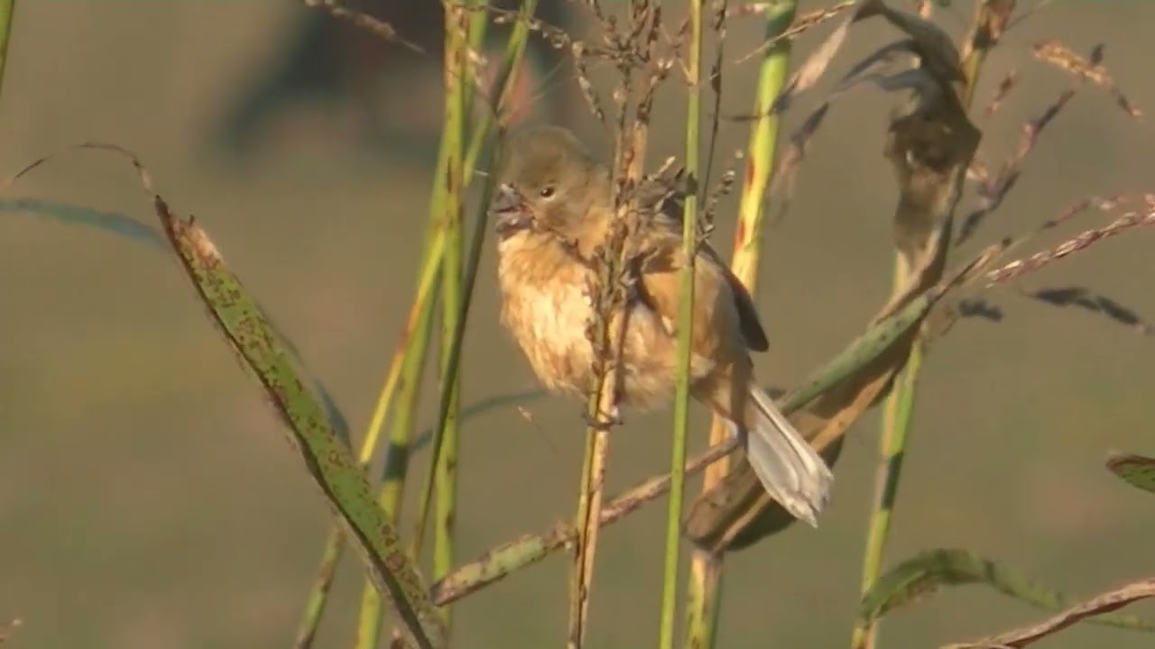 Aves argentinas Identificación Familia Thraupidae Capuchinos Sporophila 2023