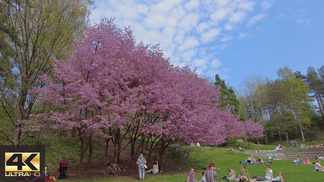 【4K】Cherry blossom walk to Alppipuisto park and Kallio, Helsinki 🌸