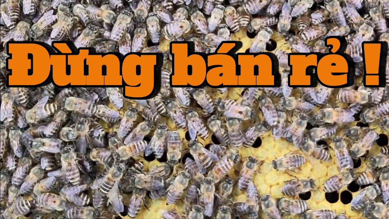 Từ Thùng Ong Góc Vườn Đến Dòng Tiền Tiền Triệu: Nghệ Thuật Định Giá Mật Ong