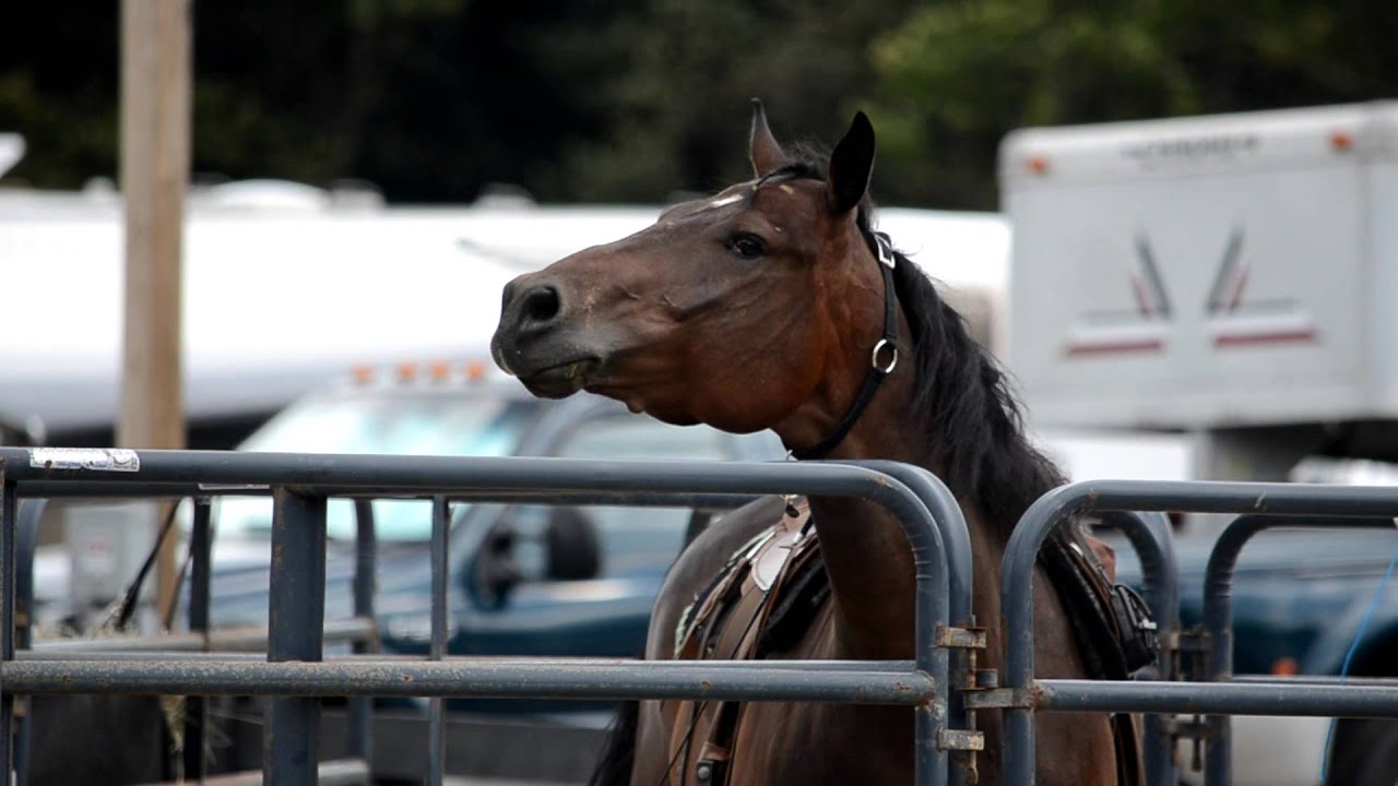 Horse Neighing
