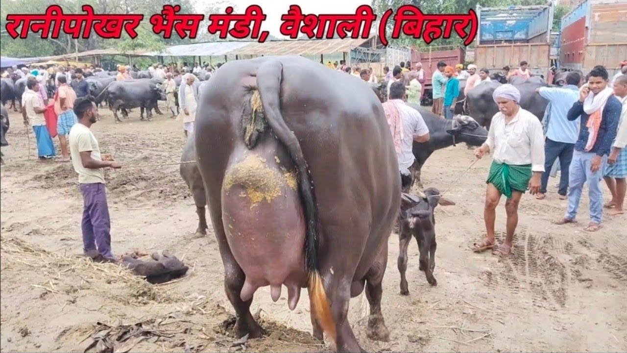 बिहार की एकमात्र पशु मंडी जहां मिलती है बड़ी बड़ी दुधारू भैंस #ranipokharmandi #buffalobazzar