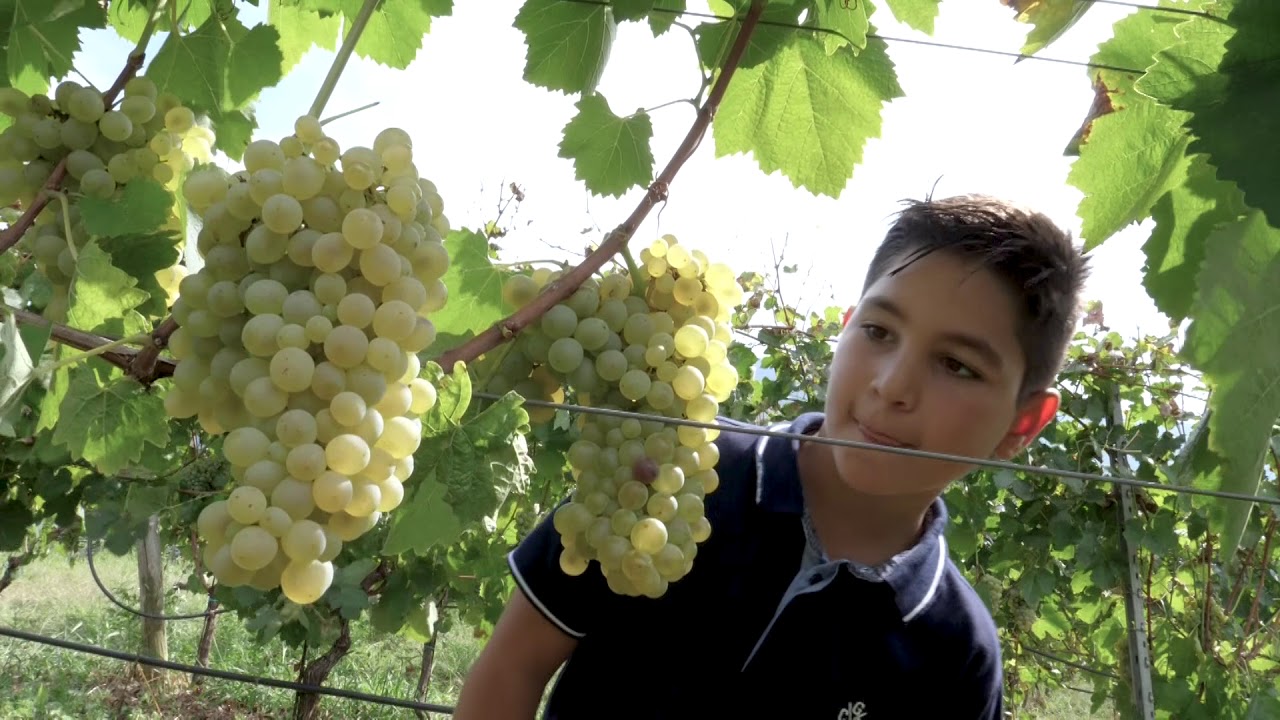 Sannio Falanghina European Wine City 2019