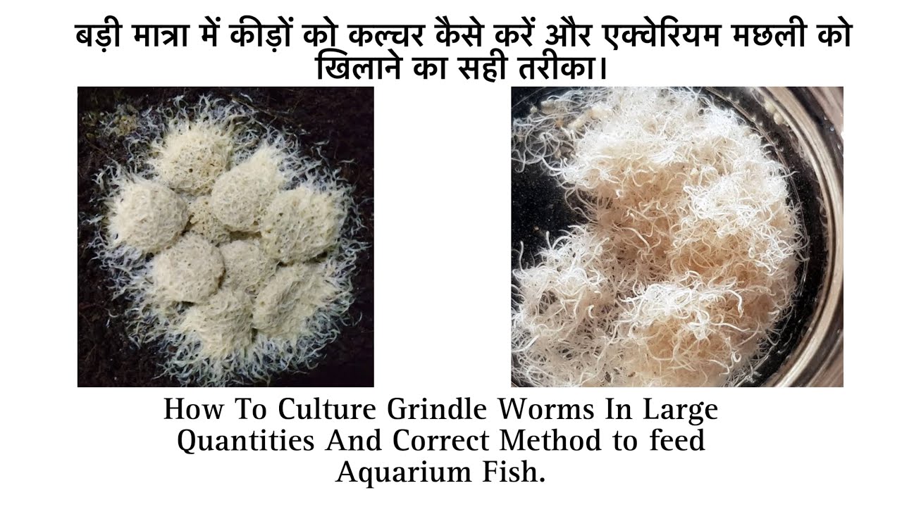 Best live feed for your aquarium fish /How to culture grindal worms /How to maintain grindal worm.