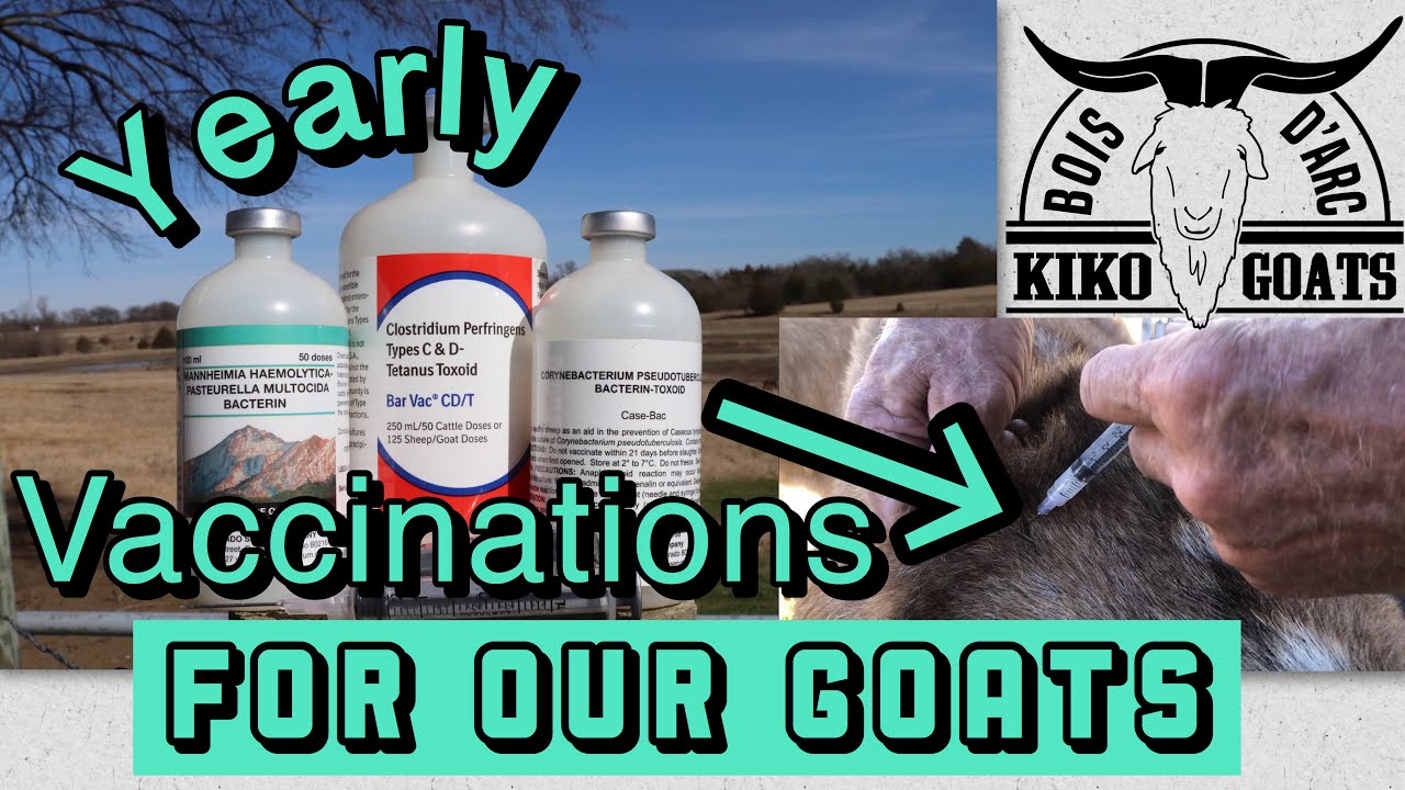 Vaccinations For GOATS | Giving Goats Shots | Kiko Goats