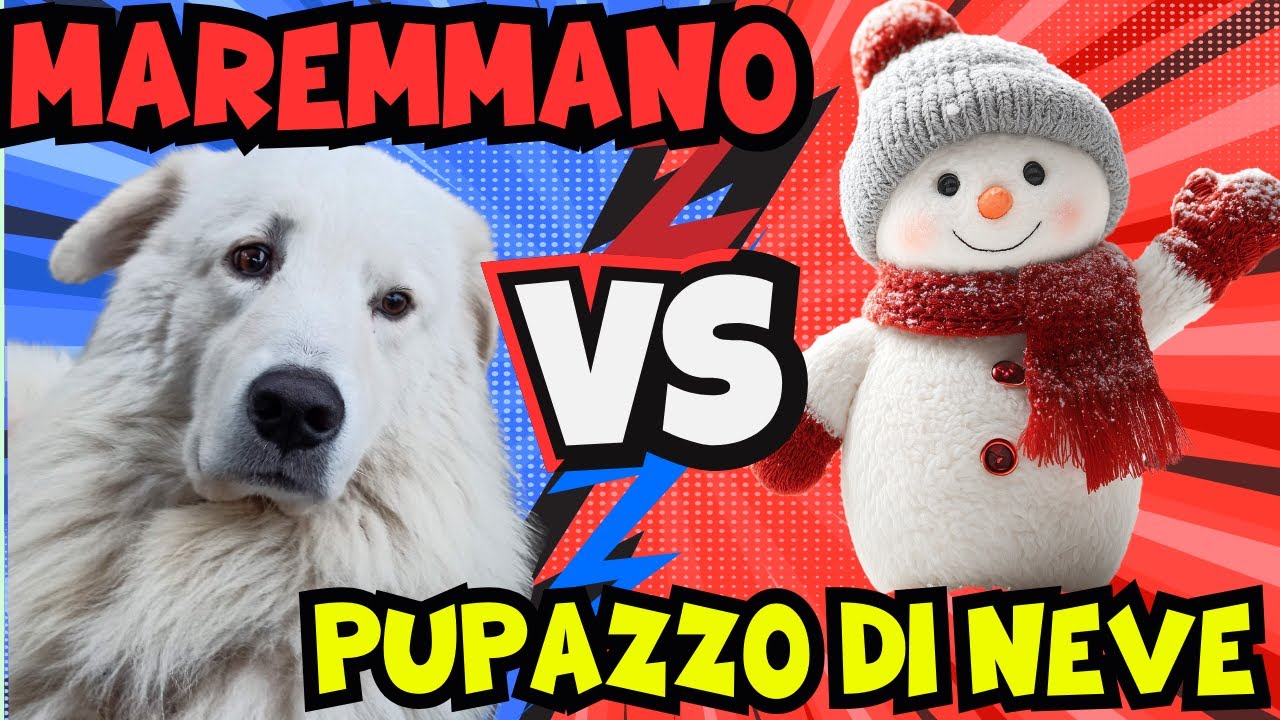 🐾 Pastore Maremmano VS Pupazzo di neve