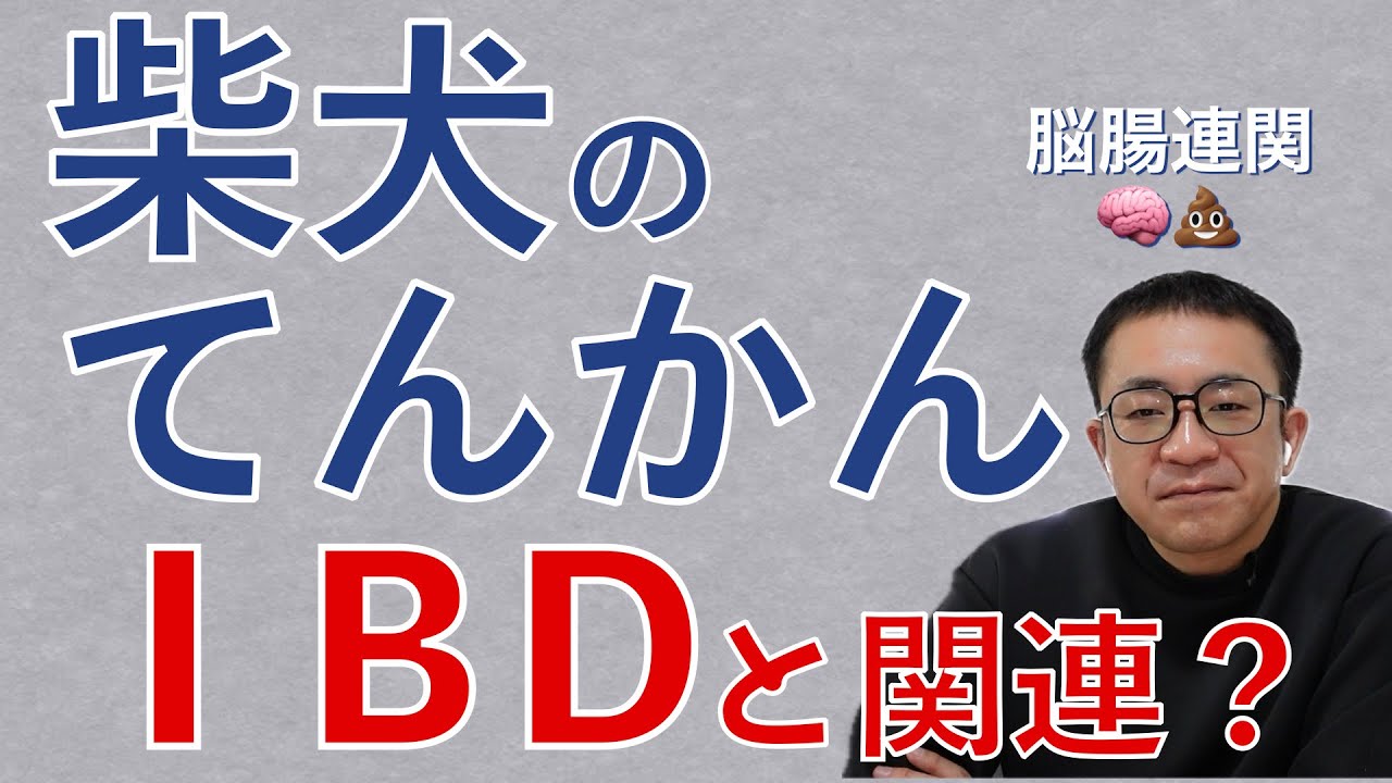 お腹の調子が悪い時に発作が？炎症性腸疾患（IBD）や抗菌薬はてんかんに関連はありますか？ゾニサミド服用中の柴犬。