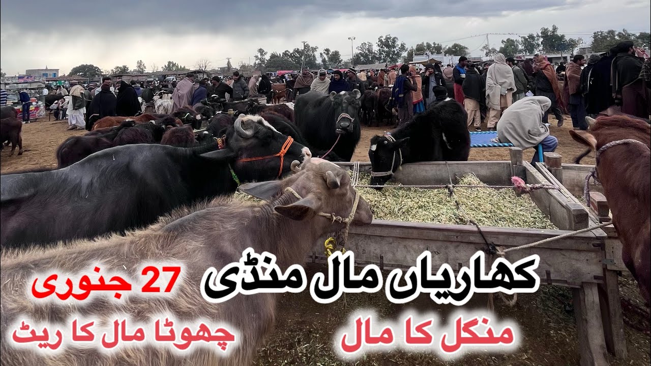 Kharian Bakra Tv. Rates Updates 27 January