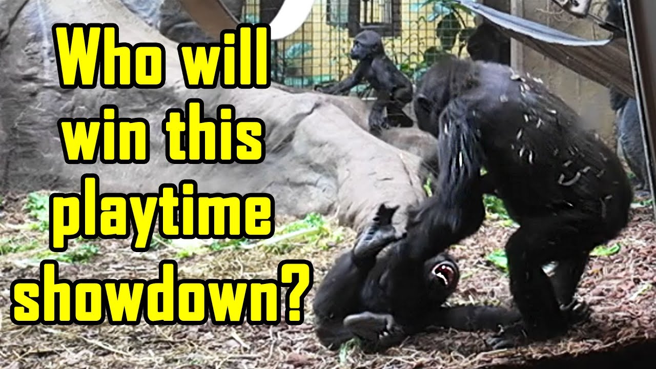 Who’s the Boss? – A Hilarious Playtime Battle Between 3 Young Gorillas 🦍 🤣 😂