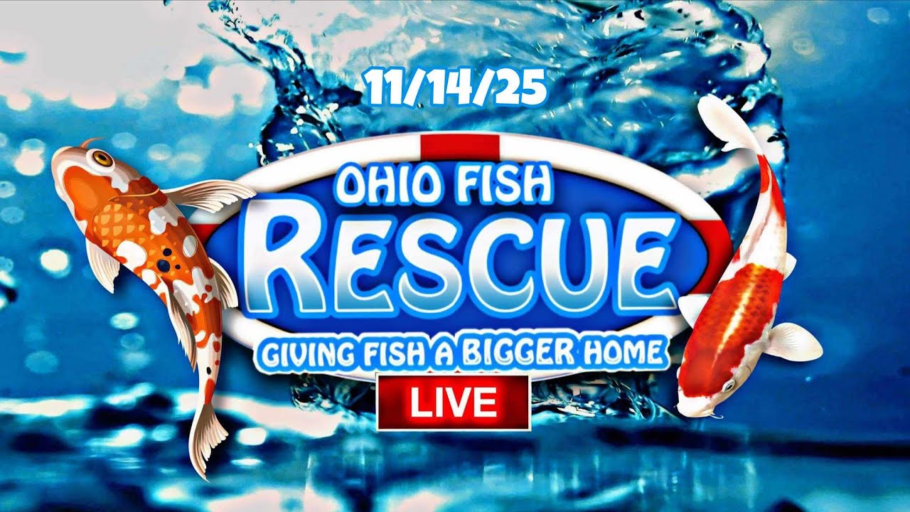 Stay Fishy Friday livestream  11/14/25
